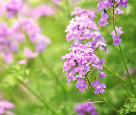 Post-Apotheke Bachblüten Post-Apotheke Bachblüten